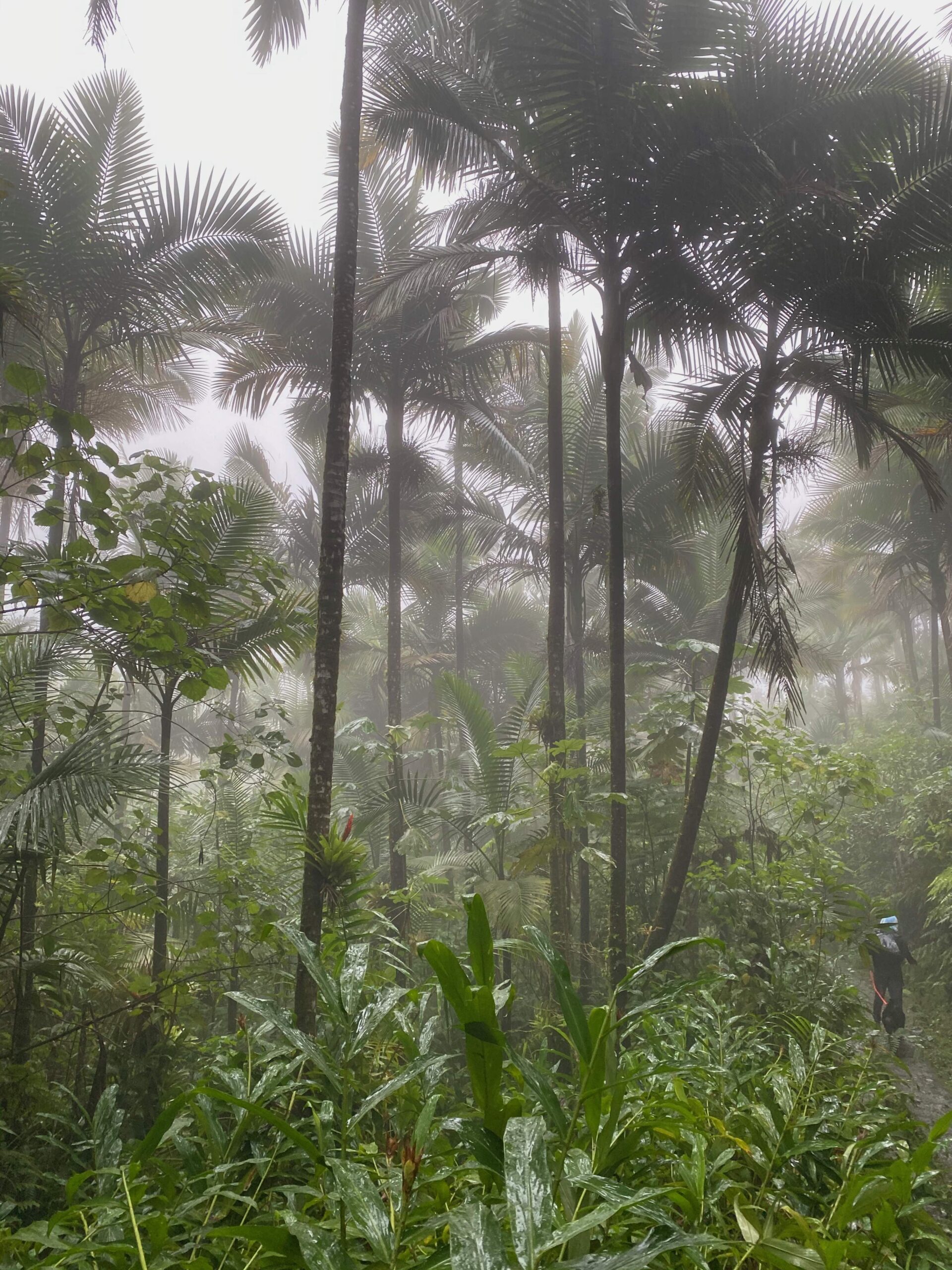 A misty tropical rainforest with lush greenery and towering palm trees serves as the perfect header, evoking a sense of serenity and the power of nature.